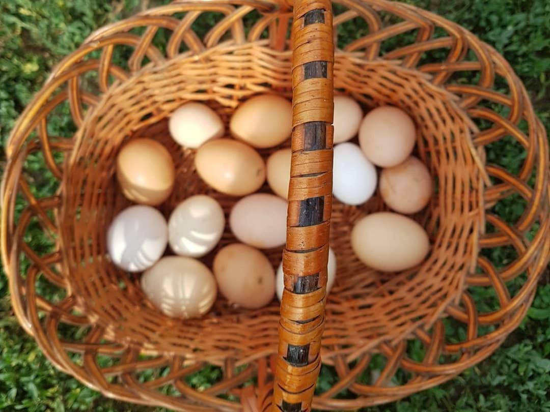 Novacany Bio Farma & Penzion Zlaty Hyl מראה חיצוני תמונה