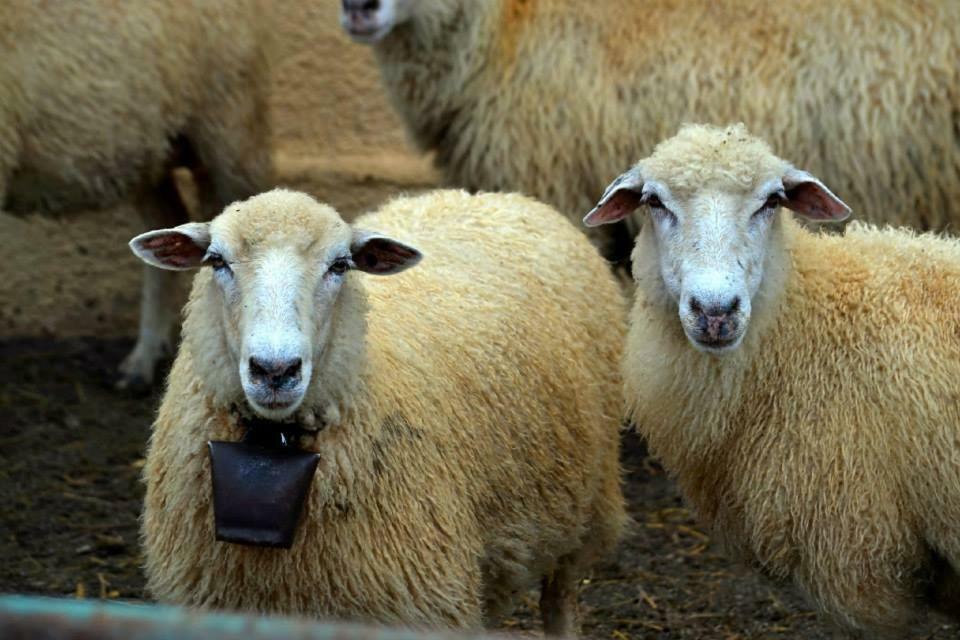 Novacany Bio Farma & Penzion Zlaty Hyl מראה חיצוני תמונה